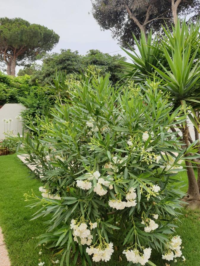 Sole D'Oro Iun S4354 Bed and Breakfast La Maddalena  Εξωτερικό φωτογραφία